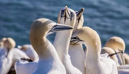 米兰体育下载-英雄联盟 冠军争夺战白热化 TES与RNG强强对话，白热是哪个技能