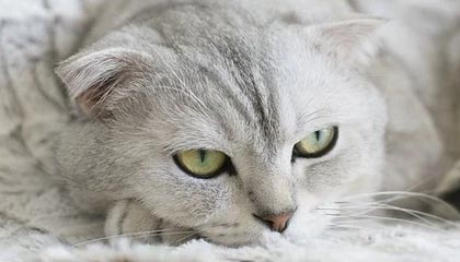 米兰体育下载-英雄联盟 冠军争夺战白热化 TES与RNG强强对话，白热是哪个技能