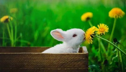 米兰体育下载-英雄联盟 冠军争夺战白热化 TES与RNG强强对话，白热是哪个技能